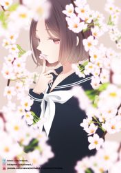Rule 34 | 1girl, absurdres, black sailor collar, black shirt, blurry, blurry foreground, brown background, brown eyes, brown hair, cherry blossoms, closed mouth, commentary request, depth of field, flower, hand up, highres, index finger raised, long sleeves, looking at viewer, neckerchief, original, parted bangs, petals, sailor collar, school uniform, serafuku, sheepd, shirt, simple background, solo, upper body, watermark, web address, white flower, white neckerchief