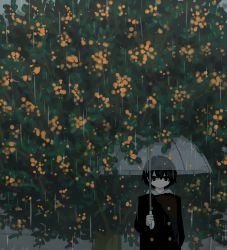 Rule 34 | 1boy, absurdres, avogado6, black eyes, black hair, black jacket, buttons, commentary request, double-breasted, highres, holding, holding umbrella, hood, hood down, jacket, jitome, original, rain, solo, transparent, transparent umbrella, tree, umbrella, under tree, upper body, wide shot