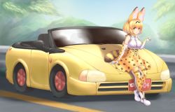 Rule 34 | 1girl, absurdres, animal ears, blush, bow, bowtie, breasts, car, convertible, elbow gloves, gloves, highres, japari symbol, kemono friends, large breasts, license plate, looking at viewer, motor vehicle, multicolored bowtie, multicolored clothes, multicolored gloves, neukkom, orange bow, orange bowtie, orange eyes, orange gloves, orange hair, orange skirt, orange thighhighs, parted lips, serval (kemono friends), serval print, shirt, short hair, sitting, skirt, sleeveless, sleeveless shirt, smile, solo, tail, thighhighs, vehicle focus, white bow, white bowtie, white gloves