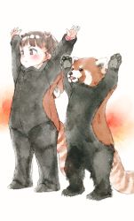Rule 34 | 1girl, :&lt;, animal, arms up, blush, brown background, brown eyes, brown hair, closed mouth, commentary request, gomennasai, hair ornament, long sleeves, looking away, original, red panda, red panda costume, red panda tail, sleeves past wrists, solo, standing, striped tail, tail