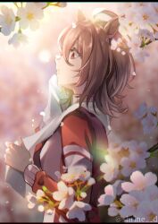 Rule 34 | 1girl, agnes tachyon (umamusume), ahoge, animal ears, blurry, blurry background, branch, breasts, brown hair, cherry blossoms, from side, highres, holding, holding towel, horse ears, jacket, letterboxed, long sleeves, medium hair, parted lips, petals, red jacket, shirin (tsukimiyagura), sideways mouth, small breasts, solo, sweat, towel, towel around neck, tracen training uniform, track jacket, twitter username, umamusume, watermark, wiping sweat