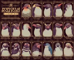 Rule 34 | 6+others, adelie penguin, adelie penguin (penguin gentlemen), african penguin, african penguin (gentleman penguin), animal focus, bird, blue eyes, brown background, chinstrap penguin, chinstrap penguin (penguin gentlemen), closed mouth, crossed arms, emperor penguin, emperor penguin (penguin gentlemen), erect-crested penguin, erect-crested penguin (penguin gentlemen), fairy penguin, fairy penguin (penguin gentlemen), fiordland penguin, fiordland penguin (penguin gentlemen), fish bone, galapagos penguin, galapagos penguin (penguin gentlemen), gentoo penguin, gentoo penguin (gentlemen penguin), green eyes, highres, humboldt penguin, humboldt penguin (penguin gentlemen), king penguin, king penguin (penguin gentlemen), looking away, looking to the side, looking up, macaroni penguin, macaroni penguin (penguin gentlemen), magellanic penguin, magellanic penguin (penguin gentlemen), multiple others, northern rockhopper penguin, northern rockhopper penguin (penguin gentlemen), open mouth, orange eyes, patterned background, penguin, penguin gentlemen, purple eyes, red eyes, royal penguin, royal penguin (penguin gentlemen), snares penguin, snares penguin (penguin gentlemen), southern rockhopper penguin, southern rockhopper penguin (penguin gentlemen), stick, ueno kishi, white-flippered penguin, white-flippered penguin (penguin gentlemen), yellow-eyed penguin, yellow-eyed penguin (penguin gentlemen), yellow eyes