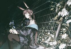 Rule 34 | 1girl, amiya (arknights), animal ears, arknights, ascot, black jacket, black pantyhose, blue ascot, blue collar, blue skirt, brown hair, cheonyeon-hi, closed eyes, closed mouth, collar, commentary request, expressionless, feet out of frame, fence, flower, frilled ascot, frills, highres, holding, holding flower, jacket, jewelry, long hair, long sleeves, multiple rings, night, off shoulder, open clothes, open jacket, pantyhose, plaid, plaid skirt, rabbit ears, rabbit girl, ring, sitting, skirt, solo, thumb ring, very long hair, white flower