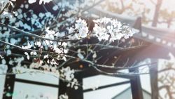 Rule 34 | absurdres, banishment, blurry, blurry background, branch, building, cherry blossoms, commentary request, day, depth of field, film grain, flower, highres, no humans, original, outdoors, scenery, signature, sunlight, tree, white flower