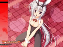 Rule 34 | 1girl, animal ears, bare shoulders, between legs, breasts, rabbit ears, playboy bunny, candy, chocolate, chocolate heart, cleavage, dracu-riot!, elena olegovna owen, fake animal ears, fishnet pantyhose, fishnets, food, hairband, heart, highres, kobuichi, looking at viewer, mouth hold, pantyhose, red eyes, side ponytail, silver hair, solo, squatting, wallpaper, wrist cuffs