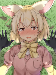 Rule 34 | 10s, 2girls, animal ears, black gloves, blonde hair, blush, bow, bowtie, breasts, brown eyes, commentary request, common raccoon (kemono friends), fennec (kemono friends), fox ears, gloves, grass, highres, kemono friends, kuragari, looking at viewer, lying, medium breasts, multicolored hair, multiple girls, on back, open mouth, pink sweater, short-sleeved sweater, short hair, short sleeves, solo focus, sweater, upper body, yuri