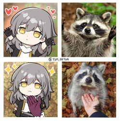Rule 34 | :&lt;, :3, absurdres, black gloves, chibi, gloves, grey hair, heart, highres, holding hands, honkai: star rail, honkai (series), jacket, kafka (honkai: star rail), looking at viewer, ooyun, outstretched arms, photo-referenced, purple gloves, raccoon, stelle (honkai: star rail), trailblazer (honkai: star rail), yellow eyes