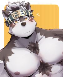 Rule 34 | 1boy, abs, animal ears, bara, furry, furry male, grey hair, headband, highres, horkeu kamui, large pectorals, looking at viewer, male focus, multicolored hair, muscular, nipples, pectoral focus, pectorals, simple background, solo, tokyo houkago summoners, udon oneday, upper body