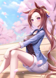 Rule 34 | 1girl, absurdres, alan (210bush), animal ears, bench, black shirt, blue shirt, blush, breasts, brown hair, cherry blossoms, closed mouth, collared shirt, commentary request, ear ornament, falling petals, flower-shaped pupils, highres, horse ears, horse girl, horse tail, large breasts, long hair, on bench, open clothes, open shirt, petals, pink eyes, ponytail, sakura bakushin o (umamusume), shirt, shorts, sitting, smile, solo, symbol-shaped pupils, tail, umamusume, very long hair, white shorts, wooden bench