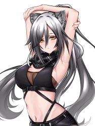 Rule 34 | 1girl, absurdres, animal ear fluff, animal ears, arknights, armpits, arms up, bandeau, black scarf, black shorts, breasts, cat ears, cleavage, clip studio paint (medium), closed mouth, commentary, cowboy shot, crop top, eyelashes, hair between eyes, highres, large breasts, long hair, looking at viewer, midriff, navel, parted bangs, ponytail, scarf, schwarz (arknights), shippaidayo, short shorts, shorts, sideboob, silver hair, simple background, sleeveless, solo, strap, strapless, tube top, white background, yellow eyes