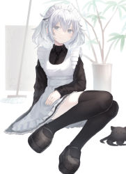 Rule 34 | 1girl, animal ears, apron, arawado, black dress, black footwear, black necktie, black thighhighs, blue nails, closed mouth, collared dress, commentary request, creature, dress, earrings, extra ears, fish earrings, full body, grey eyes, hair between eyes, highres, jewelry, long sleeves, looking at viewer, maid, maid apron, maid headdress, medium hair, mop, nail polish, necktie, original, plant, potted plant, shoes, silver hair, simple background, sitting, solo, thighhighs, white apron, white background
