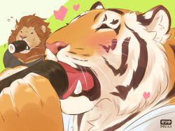 Rule 34 | 2boys, animal ears, animal hands, bara, black fur, black shirt, blush, body fur, brown fur, closed eyes, eating, fangs, food, food in mouth, furry, furry male, green background, hands up, heart, holding, holding food, licking, lion boy, lion ears, male focus, mane, mouth hold, multiple boys, open mouth, orange fur, original, portrait, sexually suggestive, shirt, solo focus, sushi, sweatdrop, teru suzu, tiger boy, tiger ears, whiskers, white fur, white shirt