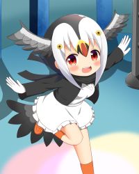 Rule 34 | 10s, 1girl, :d, atlantic puffin (kemono friends), bird tail, black hair, black jacket, black scarf, blush, breasts, commentary, commentary request, feathered wings, frilled skirt, frills, gloves, grey wings, hair between eyes, head wings, highres, jacket, kemono friends, kneehighs, long sleeves, looking at viewer, medium breasts, multicolored hair, open clothes, open jacket, open mouth, orange footwear, orange socks, outstretched arms, red eyes, scarf, shin01571, shirt, shoes, sidelocks, skirt, smile, socks, solo, spread arms, standing, standing on one leg, tail, teeth, upper teeth only, white gloves, white hair, white shirt, white skirt, wings