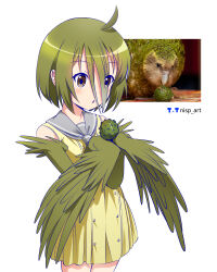 Rule 34 | 1girl, absurdres, artist logo, artist name, bird, blush, brown eyes, chestnut mouth, commentary request, cowboy shot, cowlick, dress, green hair, grey neckerchief, grey sailor collar, hair between eyes, harpy, highres, humanization, kakapo, looking at object, looking down, medium hair, monster girl, neckerchief, nisp art, original, parted lips, pinecone, reference inset, russian commentary, sailor collar, simple background, sleeveless, sleeveless dress, solo, white background, winged arms, wings, wispy bangs, yellow dress