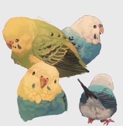 Rule 34 | animal focus, bad id, bad pixiv id, bird, budgerigar (bird), from behind, from side, grey background, looking at viewer, manino (mofuritaionaka), multiple views, no humans, original, parakeet, profile, signature, simple background, yellow eyes