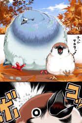 Rule 34 | 3koma, animal, autumn, autumn leaves, beak, bird, claws, comic, commentary, day, eighth note, eurasian tree sparrow, leaf, motion lines, music, musical note, no humans, open mouth, orange eyes, original, outdoors, pigeon, singing, size difference, sparrow, talons, translated, tree, ugebeso, walking
