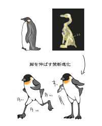 Rule 34 | animal focus, arrow (symbol), bird, claws, commentary request, original, penguin, running, saba can fillet maguru, standing, translation request, what, white background