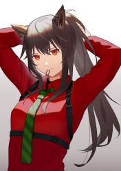 Rule 34 | 1girl, absurdres, animal ear fluff, animal ears, arknights, belt, belt buckle, black belt, brown hair, buckle, closed mouth, collared shirt, commentary, earrings, green necktie, hair between eyes, hair tie, hair tie in mouth, highres, jewelry, long hair, looking at viewer, mouth hold, necktie, official alternate costume, ponytail, red eyes, red shirt, shikisimayu, shirt, sidelocks, simple background, single earring, solo, striped necktie, texas (arknights), texas (willpower) (arknights), tying hair, upper body, white background, wolf ears