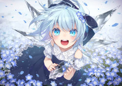 Rule 34 | 1girl, blue background, blue bow, blue dress, blue eyes, blue flower, blue hair, bow, cirno, colored eyelashes, commentary request, detached sleeves, dress, embellished costume, eyelashes, field, floating hair, flower, flower field, from above, hair bow, highres, holding, ice, ice wings, looking at viewer, nemophila (flower), open mouth, signature, smile, solo, sparkle, striped, teeth, tongue, touhou, toutenkou, wind, wings