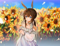 Rule 34 | 1girl, alternate costume, amiya (arknights), animal ear fluff, animal ears, arknights, blue eyes, blue sky, commentary, dress, english commentary, field, flower, holding, holding flower, jewelry, light smile, long hair, looking at viewer, multiple rings, outdoors, petals, ponytail, rabbit ears, rabbit girl, ring, scarf, see-through, see-through sleeves, sidelocks, sky, sleeveless, solo, sunflower, upper body, watanabe kawa, white dress, white scarf, yellow flower