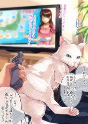 Rule 34 | 1girl, absurdres, animal, cat, commentary request, controller, focused, highres, holding, holding pointer, holding remote control, indoors, light particles, map, original, plant, pointer, pov, pov hands, remote control, shashaki, television, television, translation request, weathergirl, white cat
