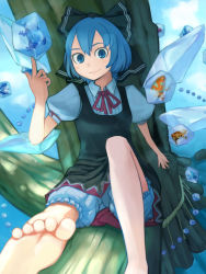 Rule 34 | 1girl, alternate color, barefoot, bloomers, blue hair, bow, cirno, element bender, feet, female focus, foreshortening, frog, hair bow, haruno, haruno sora, ice, iceblock, in tree, looking at viewer, ribbon, short hair, sitting, sitting in tree, smile, soles, solo, toes, touhou, tree, underwear, wings