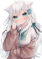 Rule 34 | 1girl, :t, ahoge, animal ear fluff, animal ears, bow, breasts, brown cardigan, cardigan, cat ears, cat girl, cat tail, collared shirt, commentary request, dress shirt, green bow, green eyes, grey hair, hair between eyes, hair bow, highres, long hair, long sleeves, medium breasts, off shoulder, original, puffy long sleeves, puffy sleeves, ringouulu, shirt, simple background, sleeves past wrists, solo, tail, tail raised, upper body, very long hair, white background, white shirt