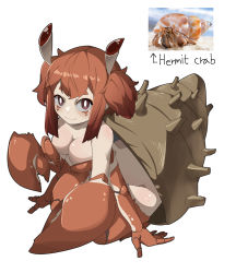 Rule 34 | 1girl, absurdres, animal, arthropod girl, arthropod limbs, bad id, bad pixiv id, bright pupils, brown eyes, carapace, colored skin, completely nude, crab claw, crab girl, extra arms, extra eyes, full body, gomulgong, hermit crab, highres, looking at viewer, monster girl, multicolored skin, nude, orange hair, orange skin, original, personification, photo inset, reference inset, shell, short eyebrows, short hair, short twintails, sidelocks, simple background, smile, solo, twintails, white background, white pupils