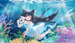 Rule 34 | 1girl, ;o, animal, animal ears, bare shoulders, barefoot, black choker, black hair, blush, cat ears, choker, clownfish, commentary, coral, dappled sunlight, day, dress, english commentary, fish, freediving, fufumi, hair ornament, hairclip, highres, long hair, seafloor, one eye closed, original, outdoors, parted lips, puffy short sleeves, puffy sleeves, purple eyes, short sleeves, solo, sunlight, underwater, very long hair, water, white dress
