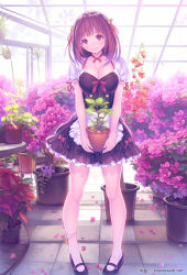Rule 34 | 1girl, apron, bell, black dress, breasts, brown eyes, brown hair, carrying, cleavage, commentary request, dress, female focus, florist, flower, greenhouse, hair bell, hair ornament, hair ribbon, head tilt, large breasts, leg ribbon, looking at viewer, maid, maid apron, mana kakkowarai, original, petals, pigeon-toed, plant, potted plant, puffy short sleeves, puffy sleeves, ribbon, short sleeves, smile, solo, waist apron