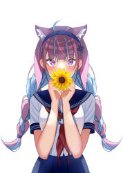 Rule 34 | 1girl, ahoge, anchor hair ornament, anchor symbol, animal ear fluff, animal ears, blue hair, blue hairband, blue sailor collar, blue skirt, blush, braid, breasts, cat ears, commentary request, flower, hair ornament, hairband, hands up, holding, holding flower, hololive, long hair, looking at viewer, minato aqua, minatoasu, multicolored hair, neckerchief, pink hair, pleated skirt, red neckerchief, sailor collar, shirt, short sleeves, simple background, skirt, small breasts, solo, streaked hair, summer, sunflower, twin braids, twintails, two-tone hair, very long hair, virtual youtuber, white background, white shirt, yellow flower