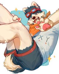 Rule 34 | 1boy, absurdres, animal ears, animal hands, bandaid, bandaid on face, bandana, bara, blue background, blue eyes, body fur, bright pupils, brown fur, claws, dog boy, dog ears, dog tail, dongbomu, fang, furry, furry male, goggles, goggles on head, grey fur, highres, looking at viewer, male focus, open mouth, orange bandana, original, shirt, short sleeves, shorts, solo, sparkle, t-shirt, tail, white background, white pupils