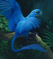 Rule 34 | animal focus, bird, chimera, creature, griffin, hyacinth macaw, lowres, macaw, nablange, no humans, original, parrot, realistic, solo