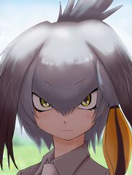 Rule 34 | 10s, 1girl, blurry, close-up, closed mouth, commentary request, depth of field, expressionless, hair between eyes, head wings, highres, ikkyuu, kemono friends, looking at viewer, low ponytail, necktie, official style, portrait, revision, shoebill (kemono friends), side ponytail, silver hair, solo, wing collar, wings