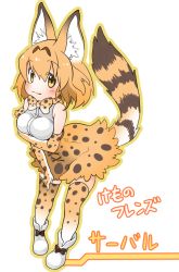 Rule 34 | 10s, 1girl, ahoge, animal ears, artist request, bow, cat ears, cat tail, character name, copyright name, elbow gloves, food, fruit, gloves, kemono friends, looking at viewer, orange (fruit), orange hair, outline, serval, serval (kemono friends), serval print, serval tail, simple background, skirt, solo, striped, striped tail, tail, thighhighs, white background, yellow eyes