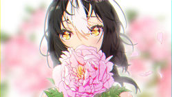 Rule 34 | 1girl, agnamore, bad id, bad pixiv id, bare shoulders, black hair, blurry, blurry background, blush, commentary, covered mouth, depth of field, english commentary, eyebrows hidden by hair, flower, hair between eyes, highres, long hair, multicolored hair, original, petals, pink flower, portrait, solo, two-tone hair, white hair, yellow eyes