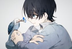 Rule 34 | 1boy, bird, bird on hand, black-framed eyewear, black hair, blue eyes, blue flower, blue theme, closed mouth, collared shirt, crossed arms, crying, crying with eyes open, fingernails, flower, flower in mouth, glasses, grey background, grey sweater, grey theme, hair over one eye, holding, holding flower, long sleeves, looking at animal, male focus, newo (shinra-p), original, pale skin, parakeet, profile, shirt, simple background, sweater, tears, upper body
