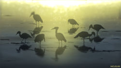 Rule 34 | bird, commentary, crane (animal), day, english commentary, glint, highres, making-of available, mclelun, no humans, original, outdoors, reflection, scenery, signature, sparkle, sunlight, twilight, wading, water