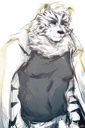 Rule 34 | 1boy, animal ears, arknights, bara, black tank top, christory yyb, coat, coat on shoulders, covered navel, furry, furry male, highres, looking to the side, male focus, mountain (arknights), pectorals, short hair, sketch, solo, tank top, tiger boy, tiger ears, white fur