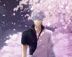 Rule 34 | 1boy, absurdres, closed mouth, falling petals, flower, fusizennna 3310, gintama, hair between eyes, highres, japanese clothes, looking to the side, petals, purple eyes, sakata gintoki, solo, tree, white hair