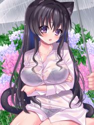 Rule 34 | 1girl, :o, animal ears, black hair, blush, bra visible through clothes, breasts, button gap, cat ears, cat girl, cat tail, cleavage, collared shirt, crossed arms, fang, flower, hair intakes, highres, hinao, holding, holding umbrella, hydrangea, large breasts, long hair, long sleeves, looking at viewer, no pants, open mouth, original, outdoors, purple eyes, rain, shirt, sitting, skin fang, solo, tail, thick thighs, thighs, transparent, transparent umbrella, umbrella, very long hair, wet, wet clothes