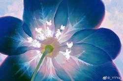 Rule 34 | absurdres, artist name, blue flower, flower, flower focus, highres, no humans, original, ye (ran chiiipye)