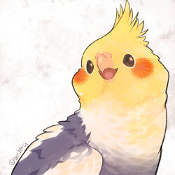 Rule 34 | animal, animal focus, artist name, beak, bird, birdera art, brown eyes, close-up, cockatiel, commentary, feathers, grey wings, looking at viewer, no humans, open mouth, original, parrot, solo, white background, wings