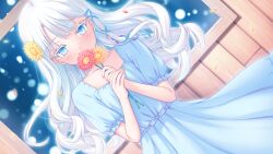 Rule 34 | 1girl, aikotoba -silver snow sister-, any (trueblue), blue dress, blue eyes, blue ribbon, covering own mouth, dress, floating hair, flower, game cg, hair flower, hair ornament, hair ribbon, holding, holding flower, hoshitsugu shirone, long hair, looking at viewer, non-web source, own hands together, ribbon, short sleeves, solo, upper body, white hair, window
