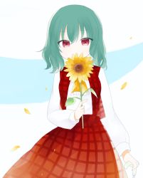 Rule 34 | 1girl, blue background, eyes visible through hair, flower, green hair, hair between eyes, hand up, highres, kazami yuuka, leaf, long sleeves, looking at viewer, no headwear, petals, plaid, plaid skirt, plaid vest, red eyes, red skirt, red vest, shirt, short hair, simple background, skirt, solo, sunflower, touhou, umi (nana spring), vest, white background, white shirt, white sleeves, yellow flower, yellow neckwear