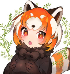 Rule 34 | 1girl, animal ears, black bow, black bowtie, blush, bow, bowtie, breasts, chestnut mouth, kemono friends, kemono friends 2, lesser panda (kemono friends), looking at viewer, medium breasts, multicolored hair, noamem, open mouth, panda ears, panda tail, red hair, short hair, solo, tail, two-tone hair, upper body, white hair