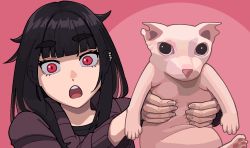 Rule 34 | 1girl, :o, animal, animal ear fluff, animal ears, bingus, black eyes, black hair, blunt bangs, calponpon, cat, cat ears, cat tail, claire (calponpon), earrings, hairless cat, highres, holding, jewelry, long hair, long sleeves, looking at viewer, non porn, open mouth, original, pink background, red eyes, simple background, sweater, tail
