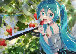Rule 34 | adapted costume, aqua eyes, aqua hair, bare shoulders, black skirt, commentary, eating, flower, food, from behind, fruit, garden, grey shirt, hair flower, hair ornament, hatsune miku, holding, holding food, holding fruit, light blush, looking back, open mouth, outdoors, plant, shirt, skirt, spaghetti strap, strawberry, supo01, twintails, upper body, vocaloid, watch, white flower