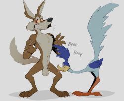 Rule 34 | 1boy, animal ears, bent over, bird boy, body fur, brown fur, clenched teeth, collarbone, colored sclera, fangs, from side, full body, furry, furry male, grey background, hands up, highres, k0bit0wani, looney tunes, male focus, road runner (looney tunes), simple background, standing, sweat, sweatdrop, tail, teeth, testicles, tongue, tongue out, two-tone fur, wile e coyote, wolf boy, wolf ears, wolf tail, yellow sclera