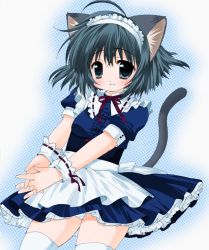 Rule 34 | animal ears, cat ears, cat tail, kuro (nyago kuromaru), maid, panties, pantyshot, solo, striped clothes, striped panties, tail, thighhighs, underwear, zettai ryouiki